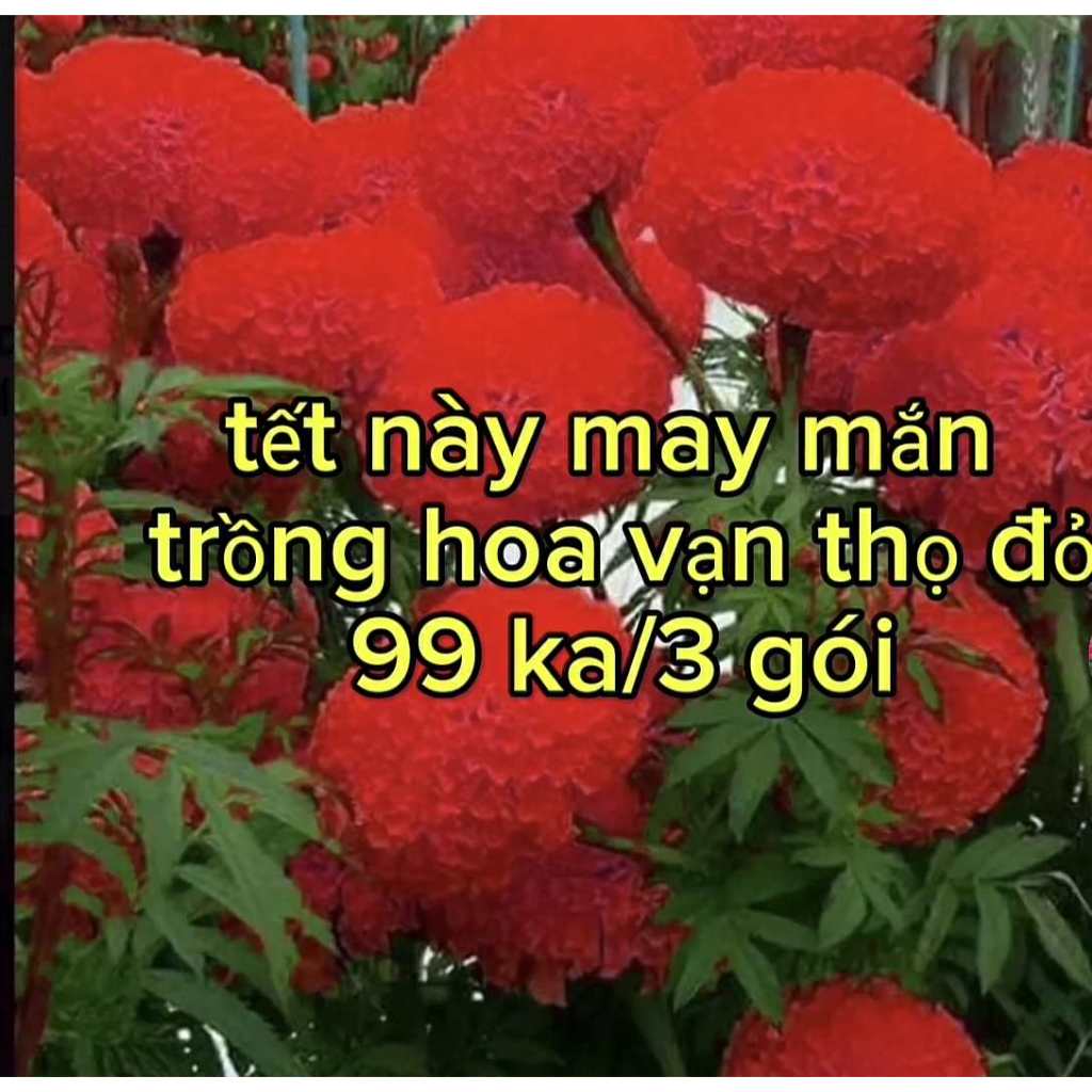 HOA TẾT - Hạt giống vạn thọ đỏ chất lượng cao, dễ lên mầm có bảo hành