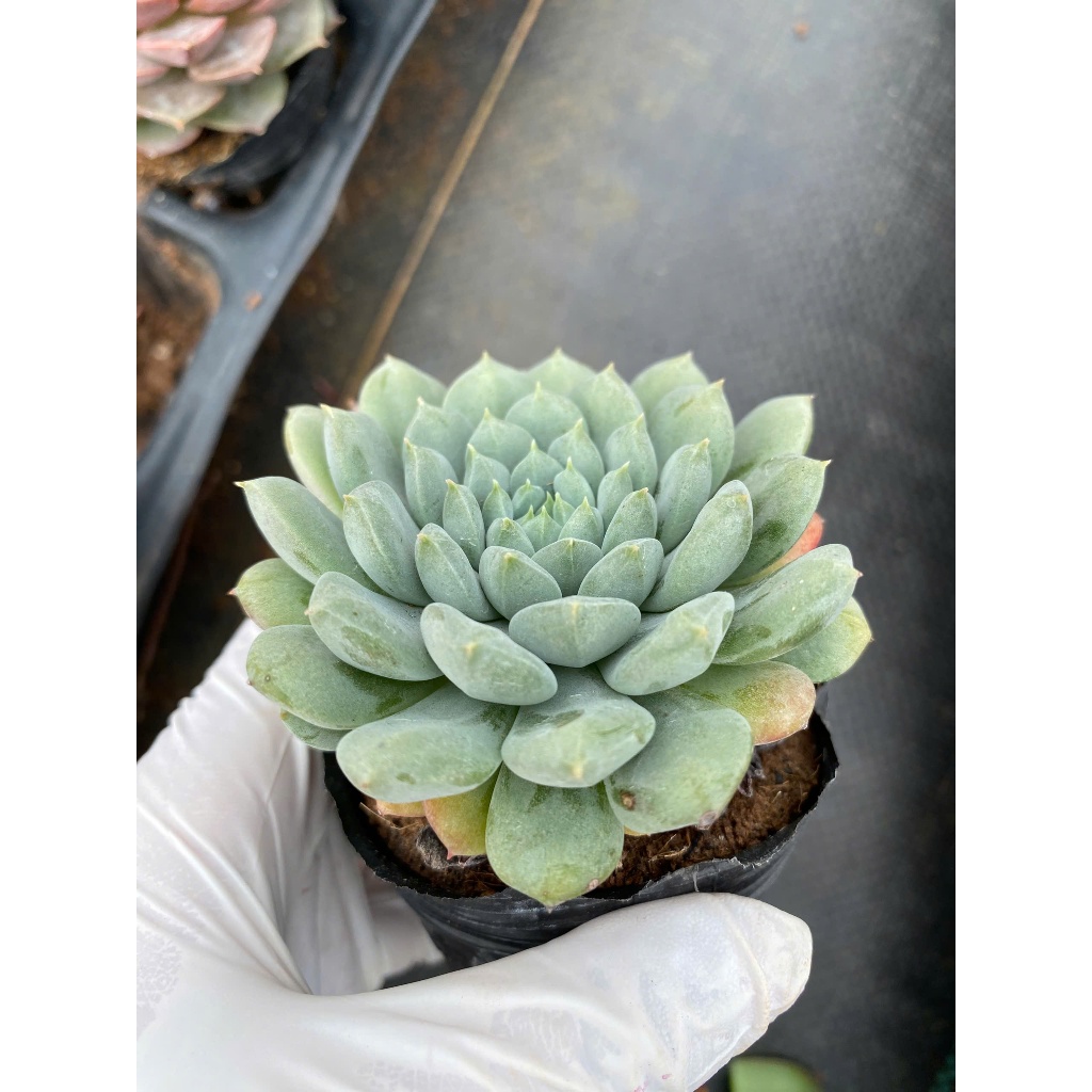 sen đá dù xanh LINHDAN GARDEN size bầu 5-7cm. Lỗi 1 đỏi 1!