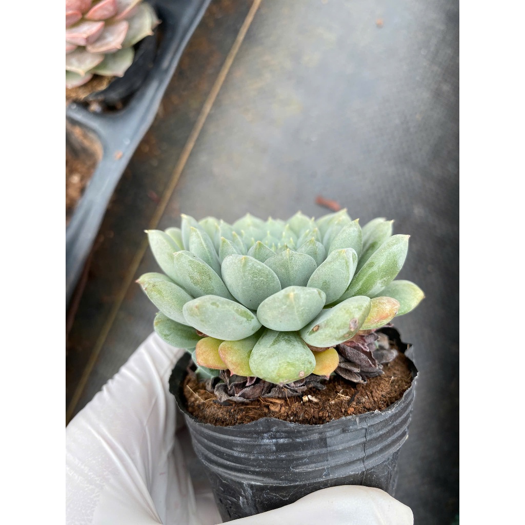 sen đá dù xanh LINHDAN GARDEN size bầu 5-7cm. Lỗi 1 đỏi 1!
