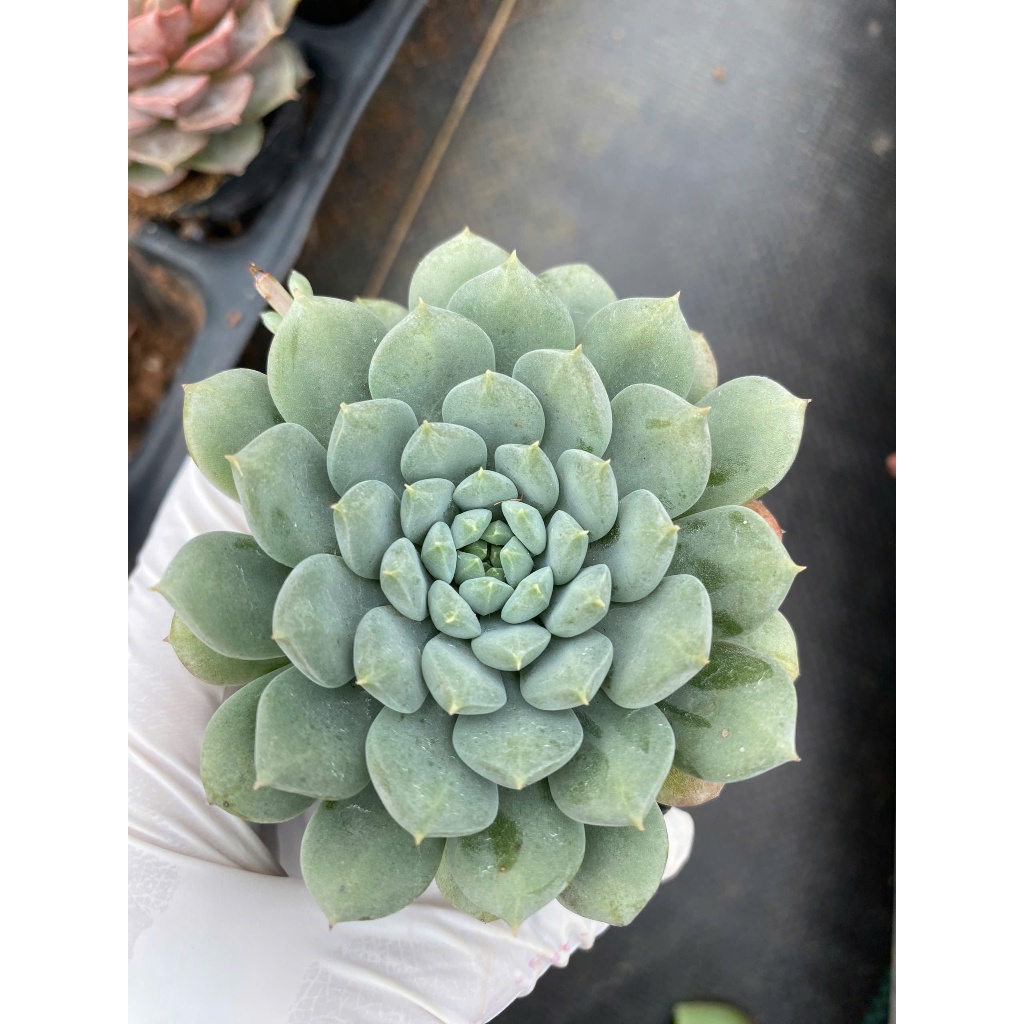 sen đá dù xanh LINHDAN GARDEN size bầu 5-7cm. Lỗi 1 đỏi 1!