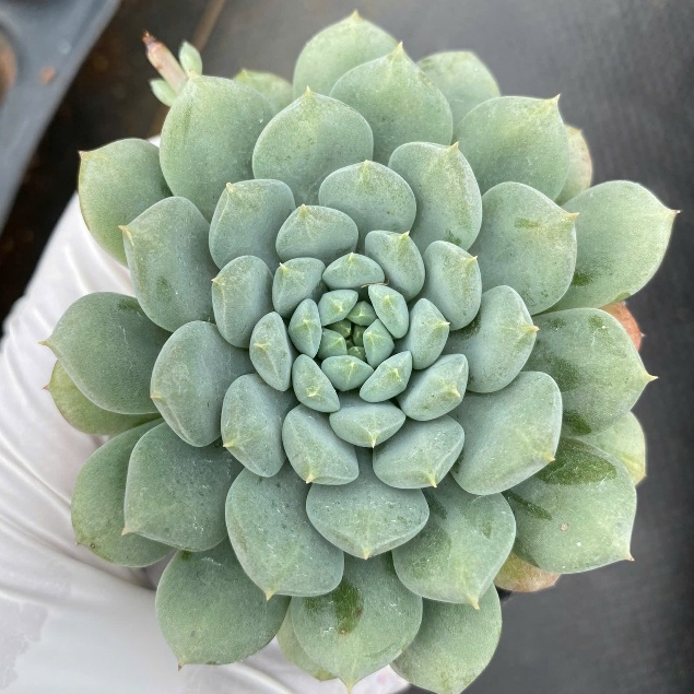 sen đá dù xanh LINHDAN GARDEN size bầu 5-7cm. Lỗi 1 đỏi 1!