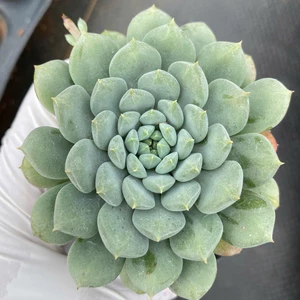 sen đá dù xanh LINHDAN GARDEN size bầu 5-7cm. Lỗi 1 đỏi 1!
