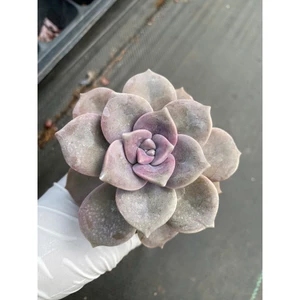 Sen đá hồng mập LINHDAN GARDEN. Size bầu 5-7cm, lỗi 1 đỏi 1!
