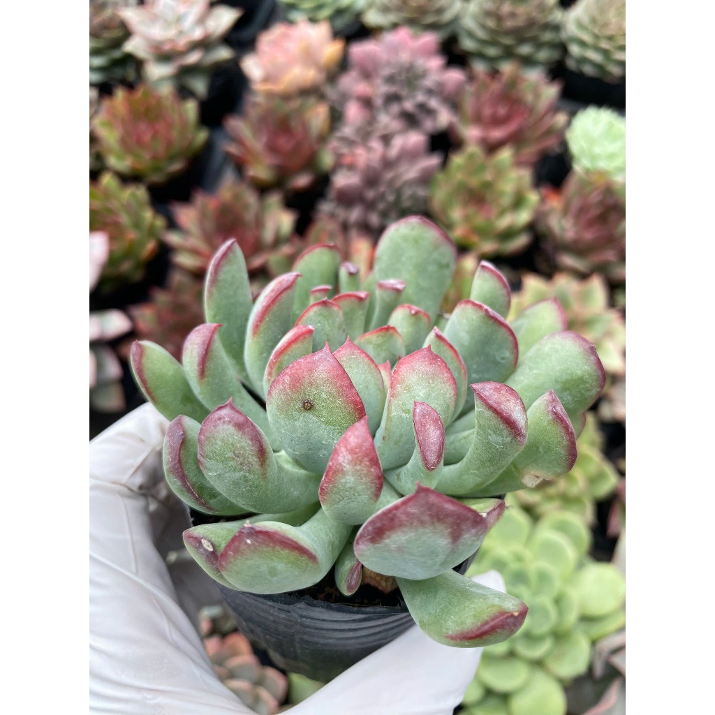 Sen đá cúc viền hồng size bầu 5-7cm LINHDAN GARDEN, lỗi 1 đổi 1!