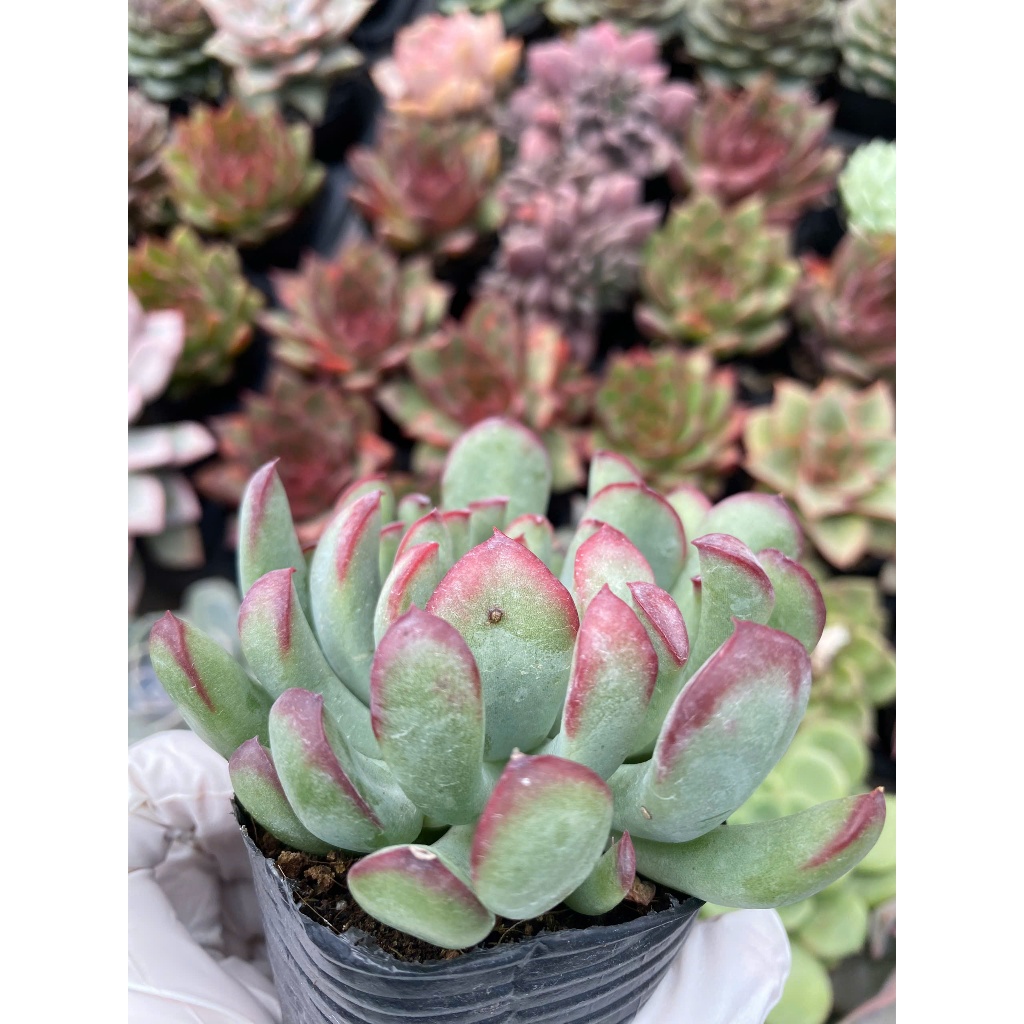 Sen đá cúc viền hồng size bầu 5-7cm LINHDAN GARDEN, lỗi 1 đổi 1!