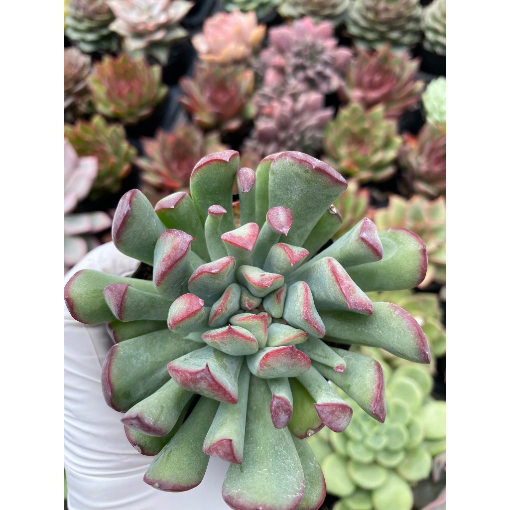 Sen đá cúc viền hồng size bầu 5-7cm LINHDAN GARDEN, lỗi 1 đổi 1!