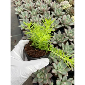 sedum mười giờ Úc LINHDAN GARDEN. Size bầu 5-7cm lỗi 1 đổi 1!