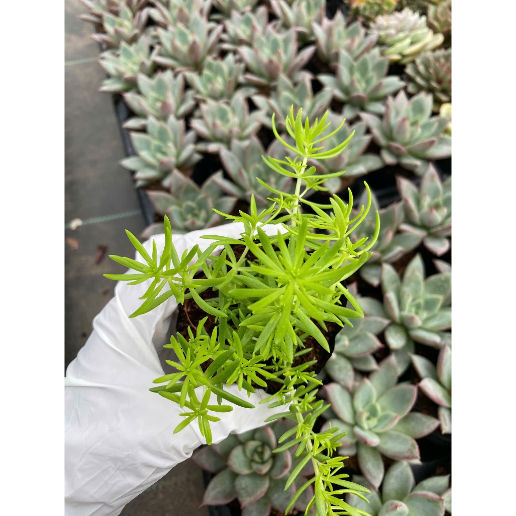 sedum mười giờ Úc LINHDAN GARDEN. Size bầu 5-7cm lỗi 1 đổi 1!
