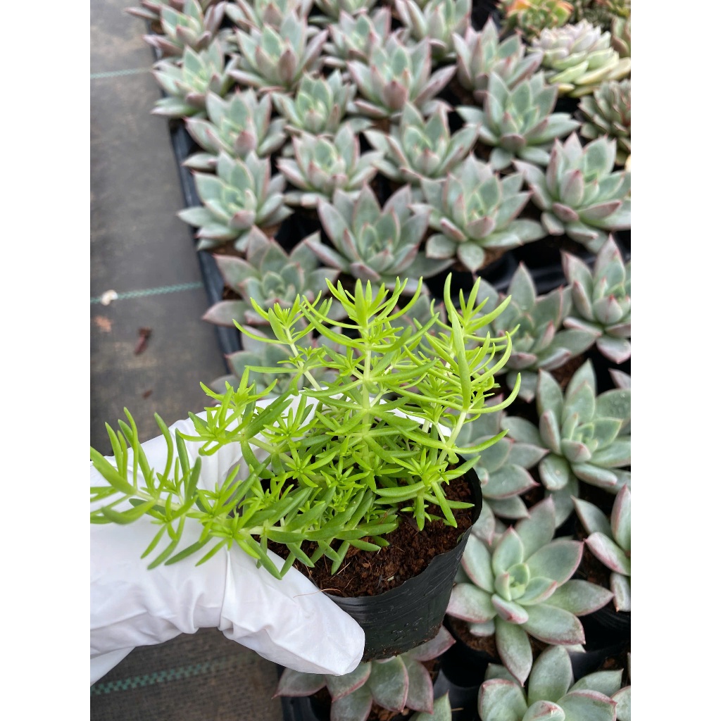 sedum mười giờ Úc LINHDAN GARDEN. Size bầu 5-7cm lỗi 1 đổi 1!