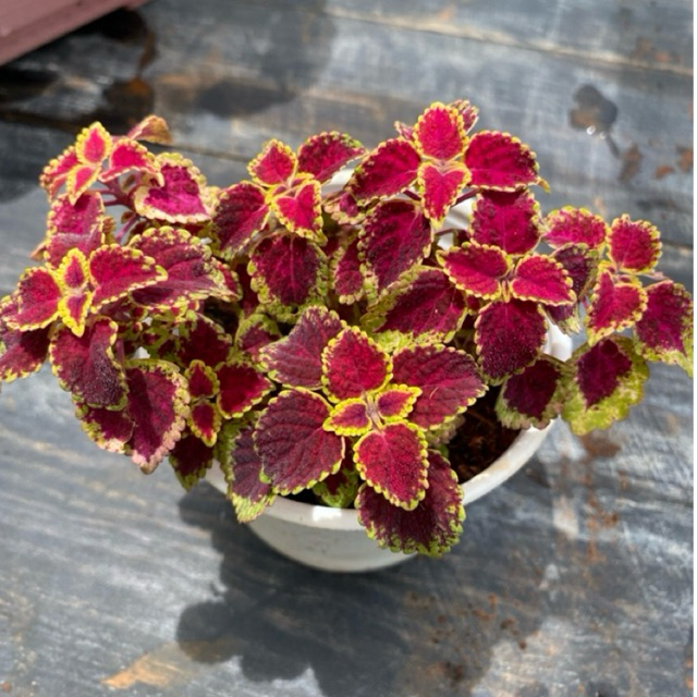 Cây lá Gấm LINHDAN GARDEN, size trung 10-12cm. Lỗi 1 đổi 1!