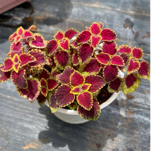 Cây lá Gấm LINHDAN GARDEN, size trung 10-12cm. Lỗi 1 đổi 1!