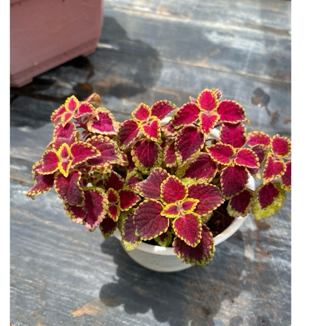 Cây lá Gấm LINHDAN GARDEN, size trung 10-12cm. Lỗi 1 đổi 1!