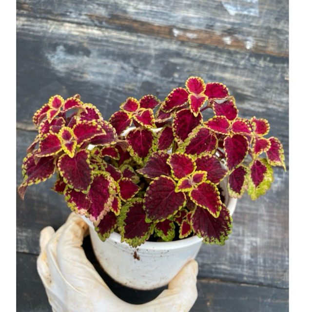 Cây lá Gấm LINHDAN GARDEN, size trung 10-12cm. Lỗi 1 đổi 1!