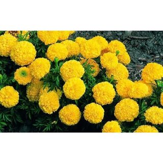 Hạt Giống Hoa Vạn Thọ Mỹ Màu Vàng - Gói 50 Hạt