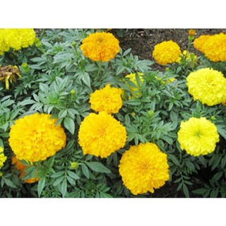 Hạt Giống Hoa Vạn Thọ Mỹ Màu Vàng - Gói 50 Hạt