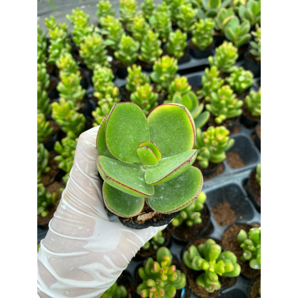 Sen đá Thanh điệp LINHDAN GARDEN. Size bầu 5-7cm, lỗi 1 đổi 1!