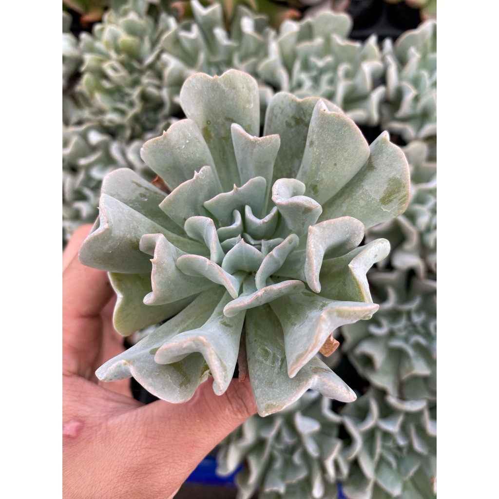 sen đá cúc trắng LINHDAN GARDEN. Size bầu 5-7cm, lỗi 1 đổi 1!