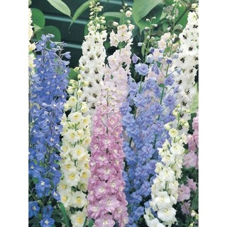 Hạt Giống Hoa Phi Yến Nhiều Màu- Gói 50 Hạt
