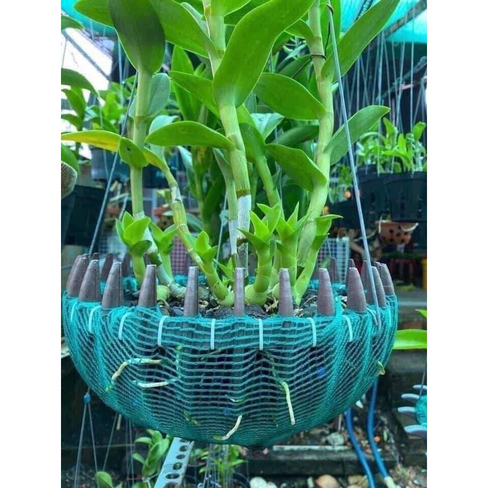 Kích  Bật  Trồi Hoa Lan Cây kiểng Nhật