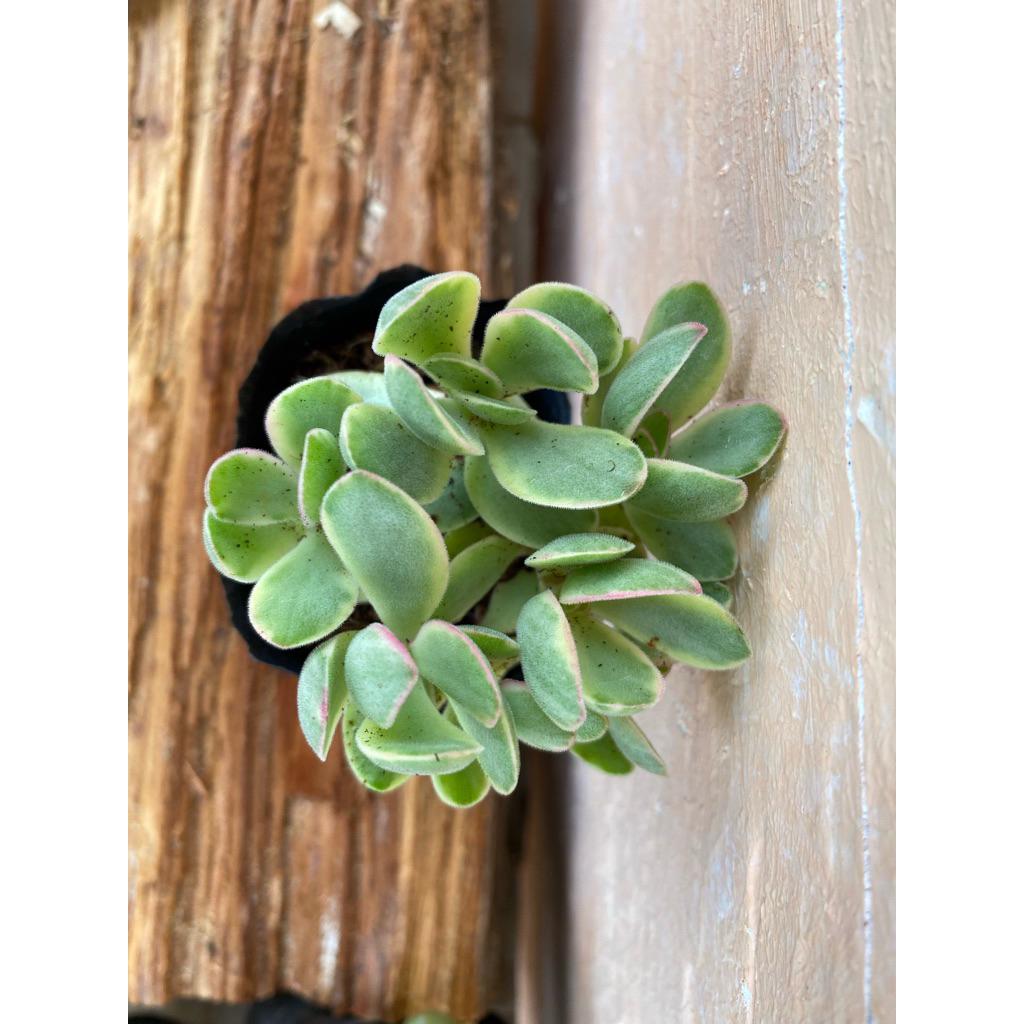 Sen đá cánh bướm var LINHDAN GARDEN. Size bầu 5cm, lỗi 1 đổi 1!