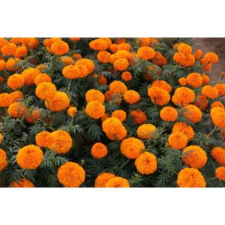 Hạt Giống Hoa Vạn Thọ Mỹ Màu Cam- gói 50 hạt
