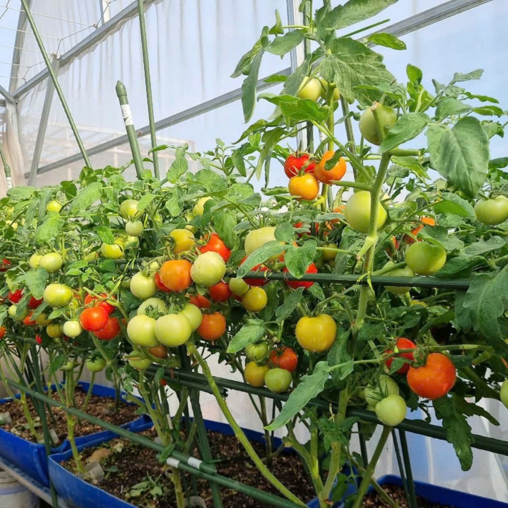 Hạt Giống Cà Chua Bi, Cà Chua cherry, Cà Chua chuỗi ngọc, cà chua đen