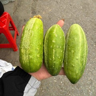 Hạt Giống Dưa Chuột Nếp Cao Sản | Quả Đều, Thu Hoạch Liên Tục,  30 hạt