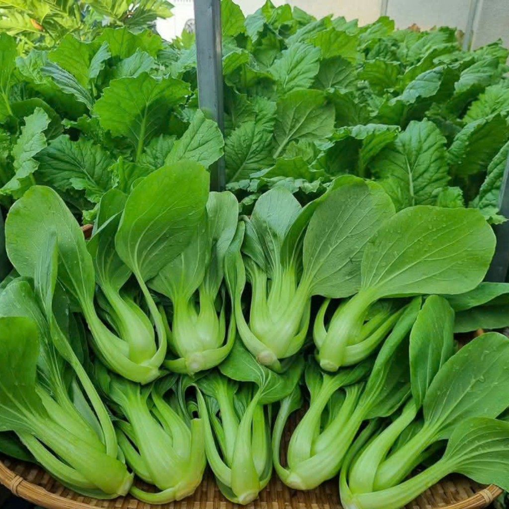 Hạt Giống Cải Thìa & Cải Chip – Rau Xanh Mát, Giòn Ngọt, Dễ Trồng, Năng Suất Cao