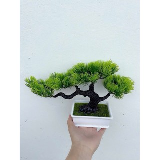 🌲 Chậu Cây tùng tuyết Bonsai Mini – Tinh Tế, Sang Trọng & Đậm Chất Thiền 🌲