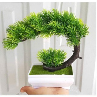 🌲 Chậu Cây tùng tuyết Bonsai Mini – Tinh Tế, Sang Trọng & Đậm Chất Thiền 🌲