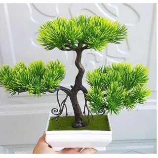 🌲 Chậu Cây tùng tuyết Bonsai Mini – Tinh Tế, Sang Trọng & Đậm Chất Thiền 🌲