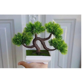 🌲 Chậu Cây tùng tuyết Bonsai Mini – Tinh Tế, Sang Trọng & Đậm Chất Thiền 🌲