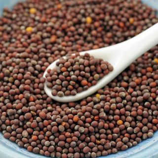 Hạt Giống Cải Bẹ Xanh Chịu Nhiệt, Chịu Mưa (Gói 20g~2000 hạt) Dễ Trồng, Nhanh Thu Hoạch