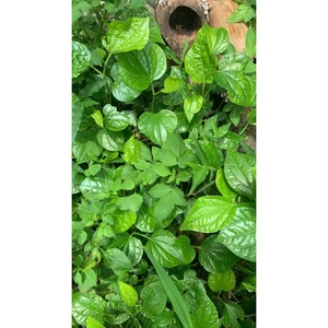 Lá lốt tươi làm món ăn hoặc làm thuốc xương khớp