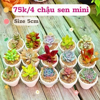 Combo sen đá mini kèm chậu size 4cm được trồng ngẫu nhiên đa dạng màu sắc có sẵn tại vườn Mầm Nắng Garden lỗi 1 đền 1