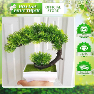 🌲 Chậu Cây tùng tuyết Bonsai Mini – Tinh Tế, Sang Trọng & Đậm Chất Thiền 🌲