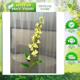 🔔 Hoa Chuông – Mềm Mại & Tinh Tế Từng Đường Nét Thương hiệu: Hoa Lan Phúc Thịnh