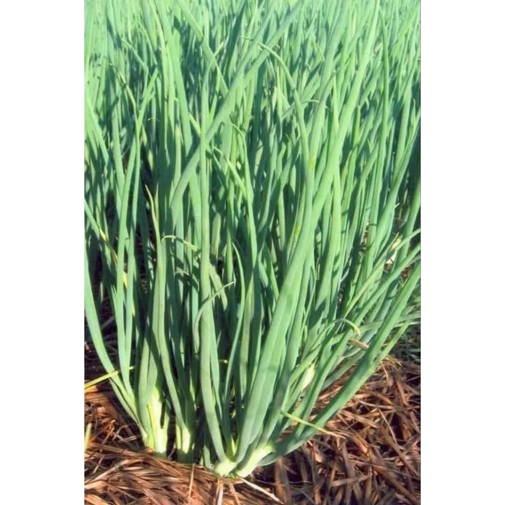 Hạt Giống Hành Hàn Quốc TerRa Khổng Lồ💯 Hàng Xịn Cực Kỳ Năng Suất
