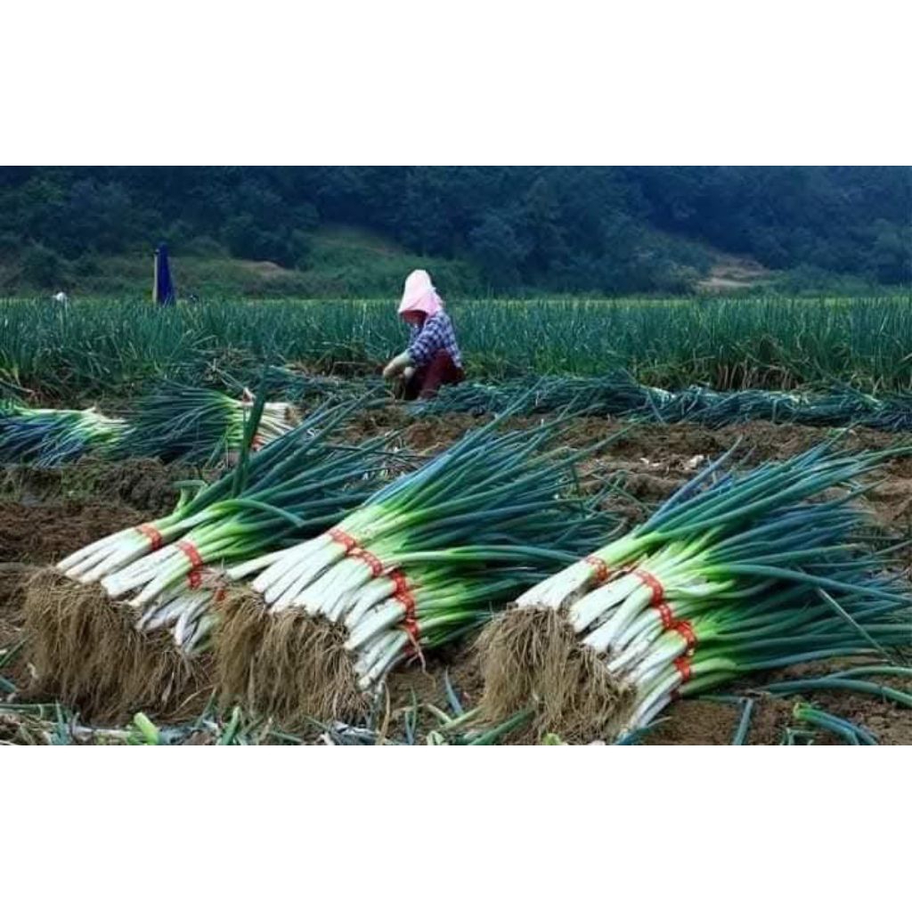 Hạt Giống Hành Hàn Quốc TerRa Khổng Lồ💯 Hàng Xịn Cực Kỳ Năng Suất