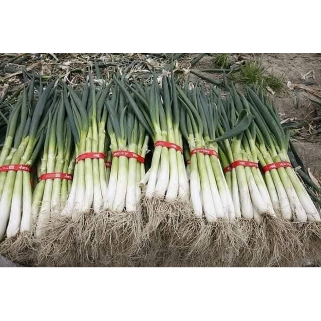 Hạt Giống Hành Hàn Quốc TerRa Khổng Lồ💯 Hàng Xịn Cực Kỳ Năng Suất
