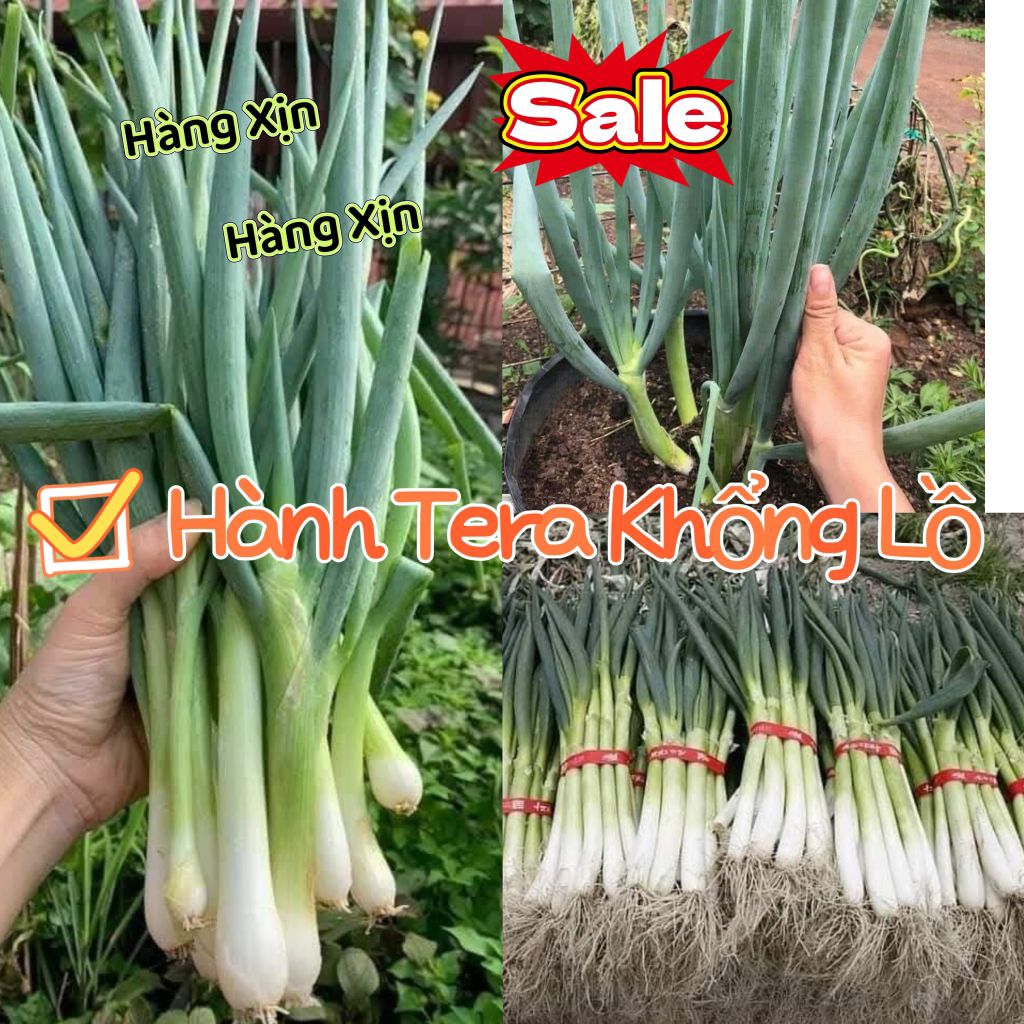Hạt Giống Hành Hàn Quốc TerRa Khổng Lồ💯 Hàng Xịn Cực Kỳ Năng Suất