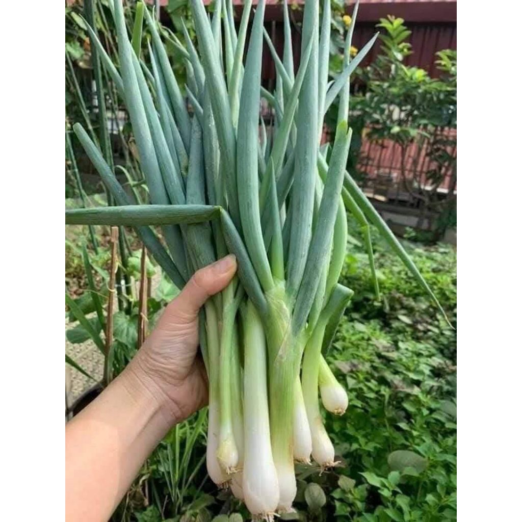 Hạt Giống Hành Hàn Quốc TerRa Khổng Lồ💯 Hàng Xịn Cực Kỳ Năng Suất