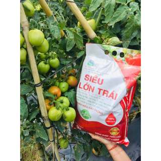 SIÊU LỚN TRÁI