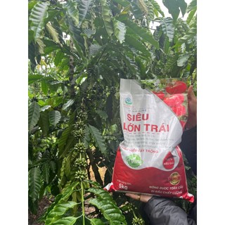 SIÊU LỚN TRÁI