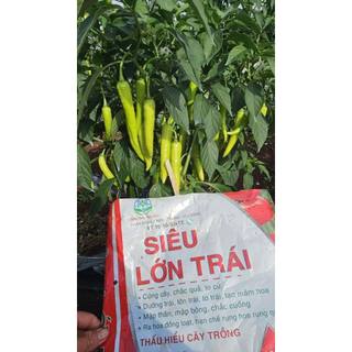 SIÊU LỚN TRÁI