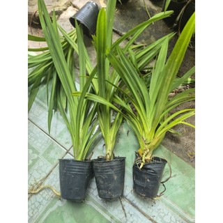 lá dứa combo 3 cây ,cây có rễ dễ trồng thuỷ sinh lọc nước hồ cá