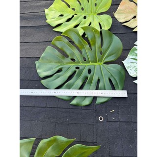 🌿 BỘ LÁ CHUỐI ĐỘT BIẾN – LÁ MÔN RÁCH – LÁ MÔN NHIỀU MÀU (TRANG TRÍ NGHỆ THUẬT) Thương hiệu: Hoa Lan Phúc Thịnh – Officia