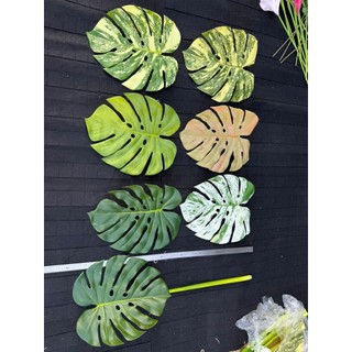 🌿 BỘ LÁ CHUỐI ĐỘT BIẾN – LÁ MÔN RÁCH – LÁ MÔN NHIỀU MÀU (TRANG TRÍ NGHỆ THUẬT) Thương hiệu: Hoa Lan Phúc Thịnh – Officia