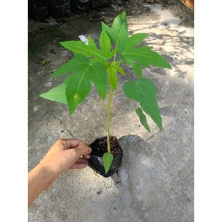 Combo 5 cây Đu Đủ Lùn ruột đỏ Đài Loan , cây con cao15cm, mua 10 tặng 1