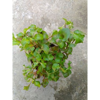Chậu rau cải xoong ( xà lách xoong) xanh tốt